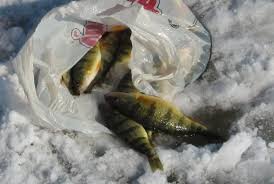Beginner Ice Fishing Tips Walleye