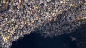 4k Close Up Bats Hanging At Wall In Bat