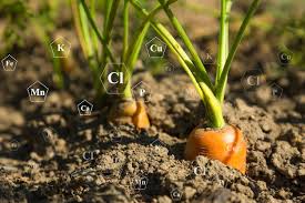 Carrot Plant Life Development Soil With