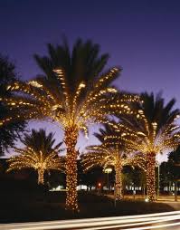 Twinkly Lights On The Palm Trees At The