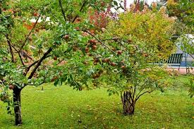 The 5 Top Fruit Trees For New Jersey