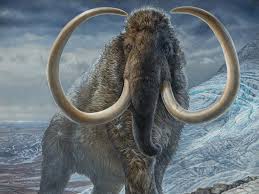 Woolly Mammoths Roamed Far And Wide