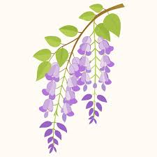 Wisteria Vector Graphics Ilration