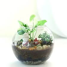 Fnp Your Source For Indoor Plants For