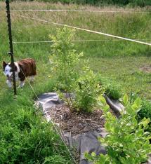 Easy Deer Fencing That Works