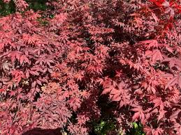 Japanese Red Maple 3 4 Feet Live Plant
