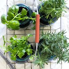 Indoor Mason Jar Herb Garden For The