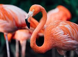 Flamingo Gardens Fort Lauderdale