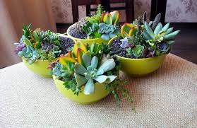 Succulent Fairy Garden Care How To