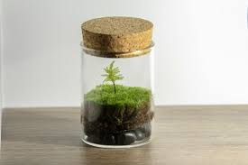 Diy Live Moss Mini Terrarium Kit Tree