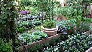 Organic Kitchen Gardening At Rs 200