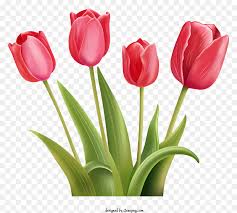 Vibrant Pink Tulips On Black Background