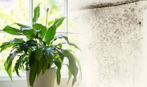 Indoor Plants That Help Remove Mould