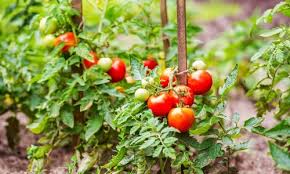Healthy Tomato Plants
