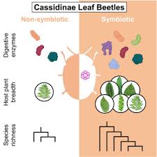 Digestive Symbiosis In Leaf Beetles