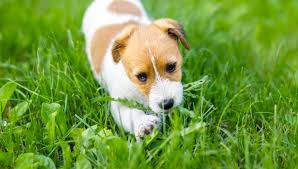Why Do Dogs Eat Grass Forbes Advisor