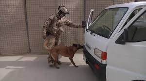 Explosives Detection Dog Sniffs Vehicle