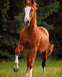 Brown Chestnut Horse Animals Paint By