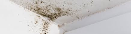 Mold Removal Services In Nj