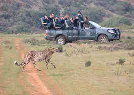 Safari At Garden Route Game Lodge