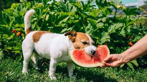 Can Dogs Eat Watermelon Forbes Advisor