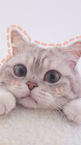 Cute Cat Aesthetic Hd Wallpapers Pxfuel