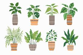 Potted Plants Vectors Ilrations
