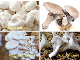 For Mushroom Farming