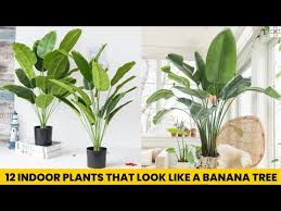 Indoor Plants That Look Like A Banana Tree
