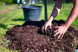 Mulch And How To Use It In Your Garden