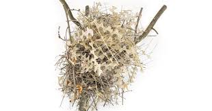 Birds Build Nests From Anti Bird Spikes