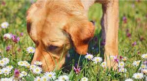 Flowers Are Toxic For Dogs