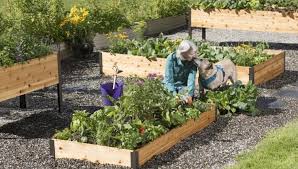 Backyard Vegetable Gardening For