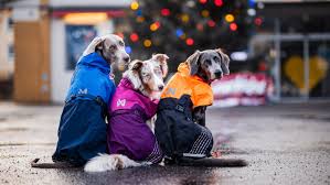 Best Waterproof Dog Coats For Warmth