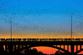 austin bats emerge from under the south