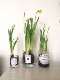 Spring Bulbs In Old Jars Roses And