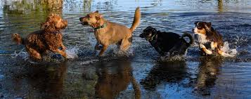Best Off Leash Dog Parks In Seattle And