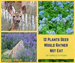 Keep Deer Away From My Vegetable Garden