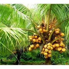 Dwarf Coconut Tree At Rs 200 Piece