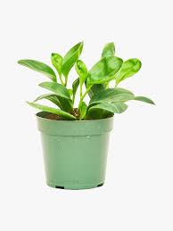 22 Pet Friendly Plants That Are Safe