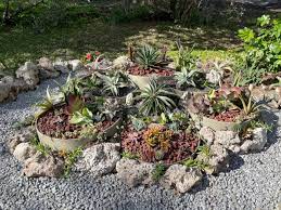 A Succulent Bed In Florida Comes To