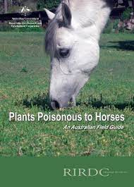 Plants Poisonous To Horses Queensland
