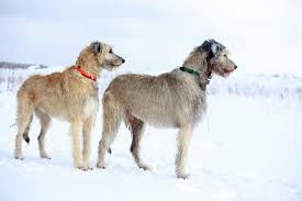 Irish Wolfhound Dogs Dog Breeds
