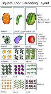 Square Foot Gardening Layout My