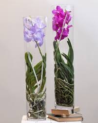Vanda Orchid In Glass Pots