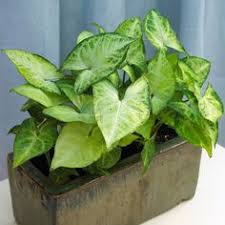 15 Toxic Plants For Dogs And Cats