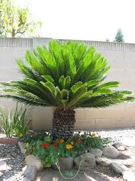 Natural Cycas Revoluta Palm Sago Palm