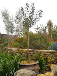 Potted Fruit Trees For Small Yards