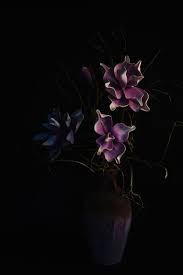 Dark Flower Images Free On