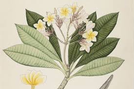 Plant Of The Month Frangipani Jstor